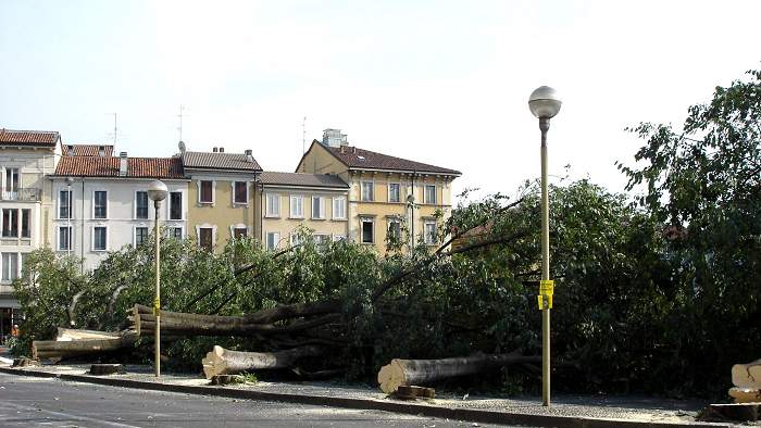 gli alberi abbattuti - foto Giuseppe Motta