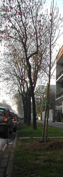 alberi in viale Vittorio Veneto - foto Fr.I.