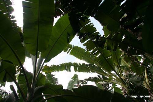 piantagione di banane