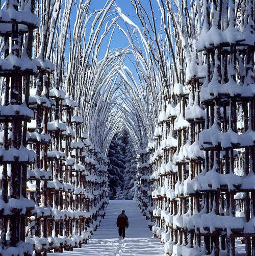 La cattedrale vegetale di Giuliano Mauri, 2001 - foto Aldo Fedele © Arte Sella
