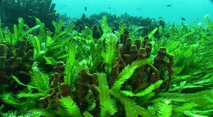 alghe geneticamente modificate