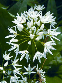 Aglio ursino