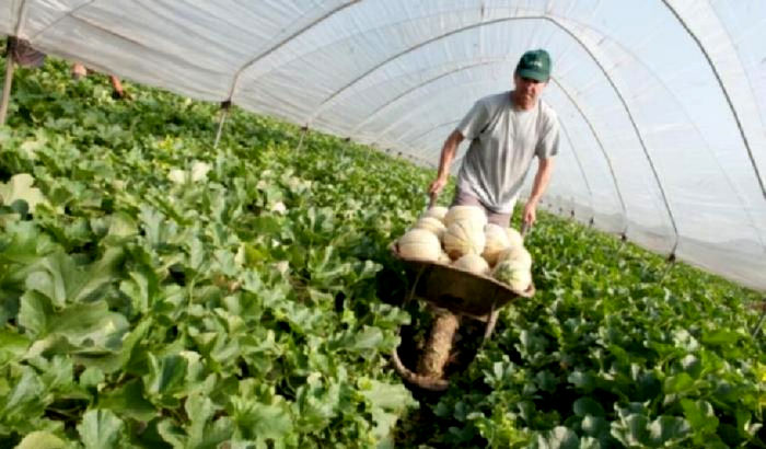 la raccolta dei melonio